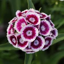 Dianthus - Purple & White Bicolor