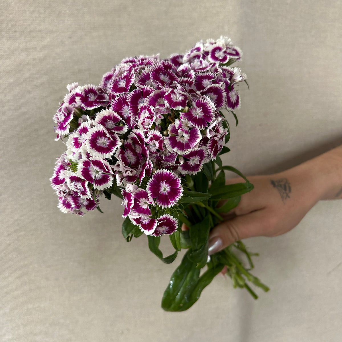 Dianthus - Purple & White Bicolor