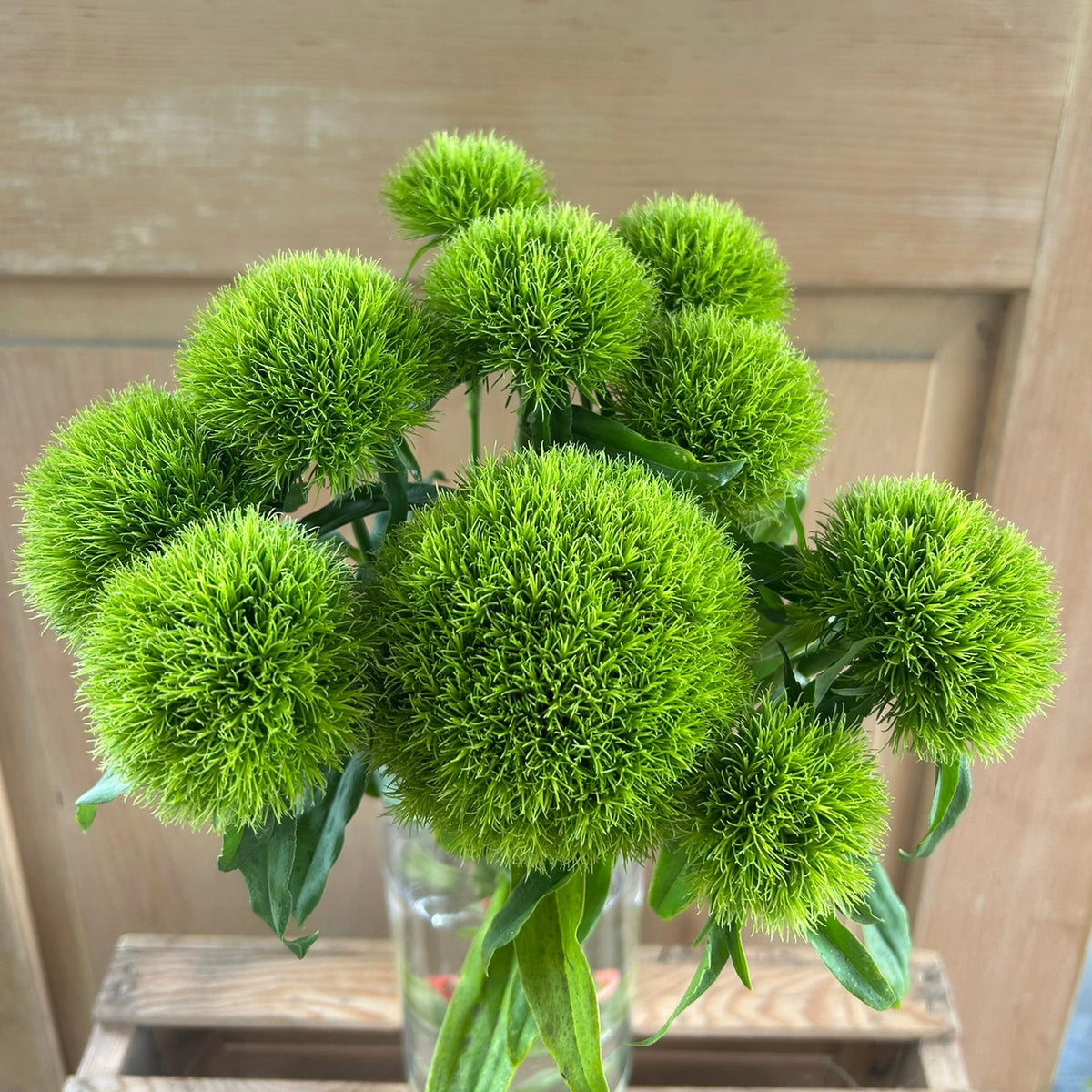 Dianthus - Kiwi Mellow Cool