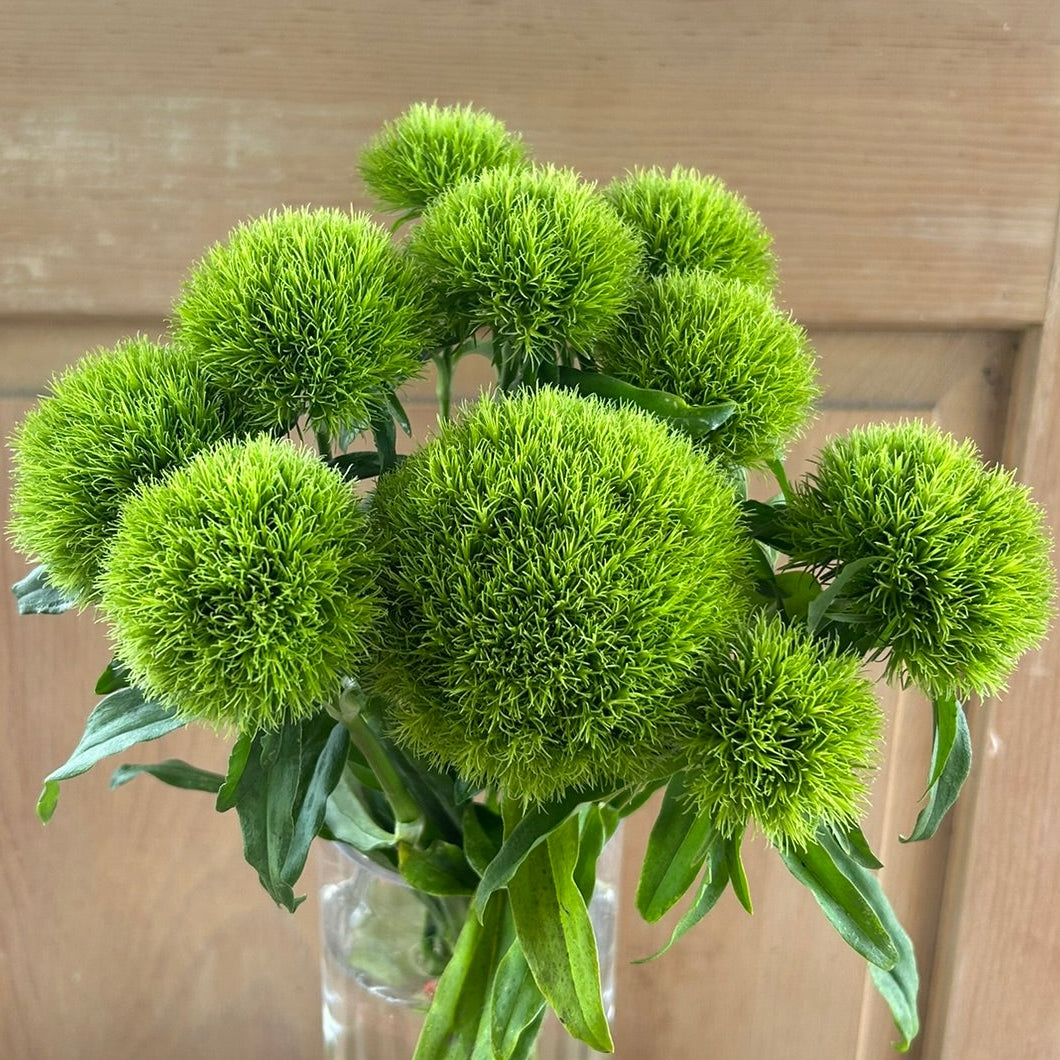 Dianthus - Kiwi Mellow Cool
