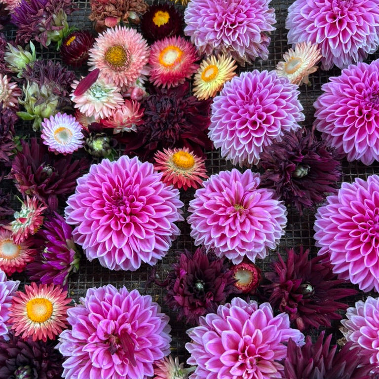 Dried Flower Heads