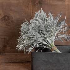 Dusty Miller - Silver