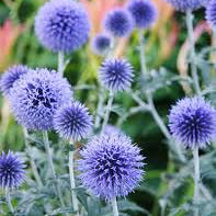 Echinops - Globe Thistle