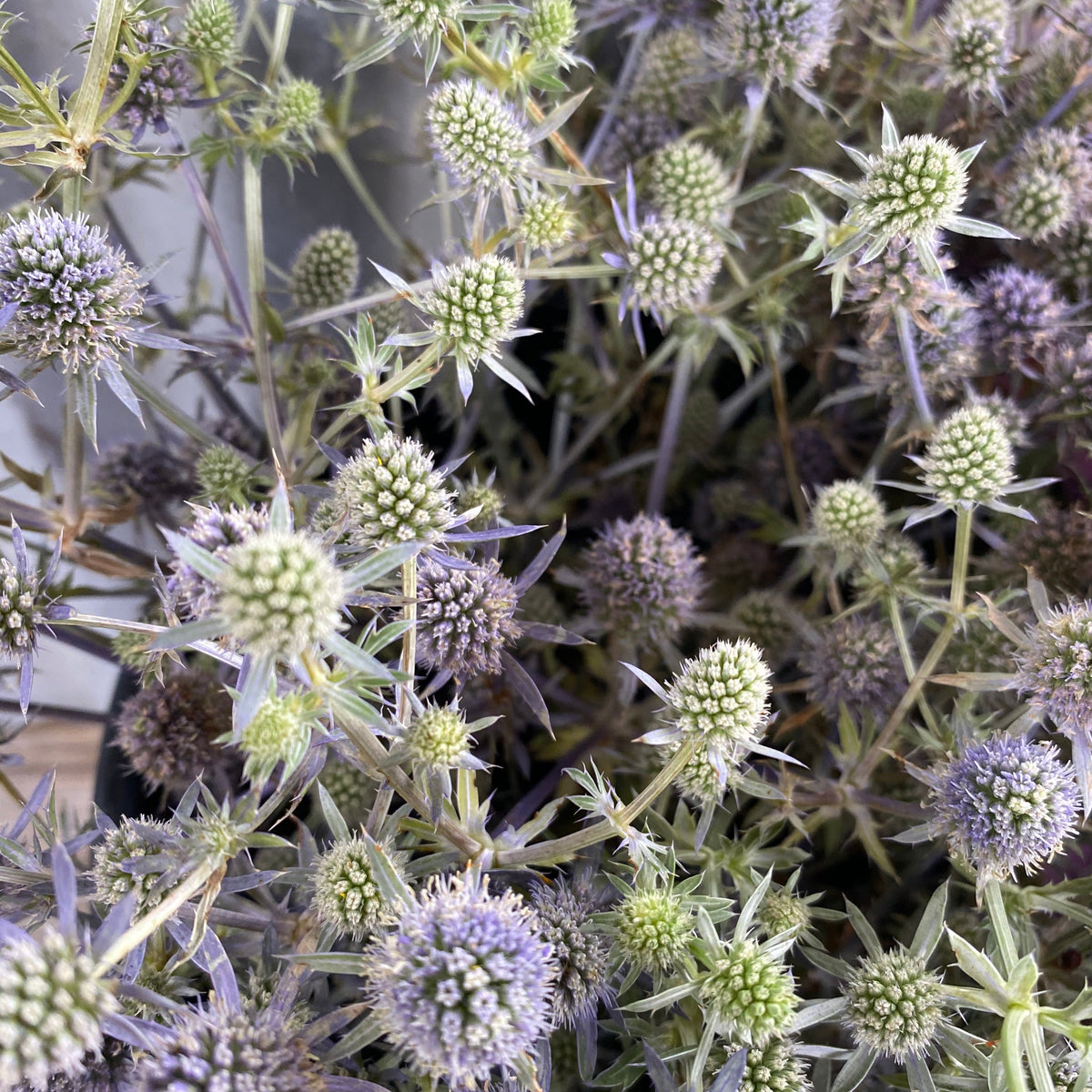 Ergngium - Sea Holly