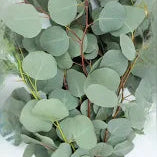 Eucalyptus - Silver Dollar
