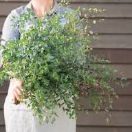 Eucalyptus - Small-leaved Gum