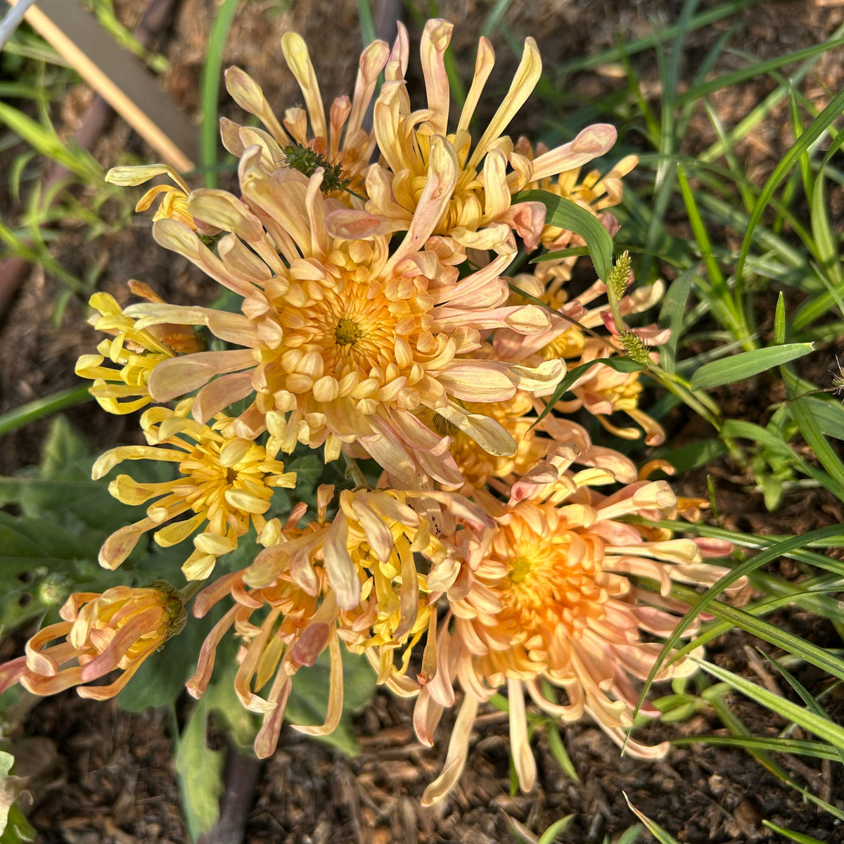 Chrysanthemum - Evening Glow