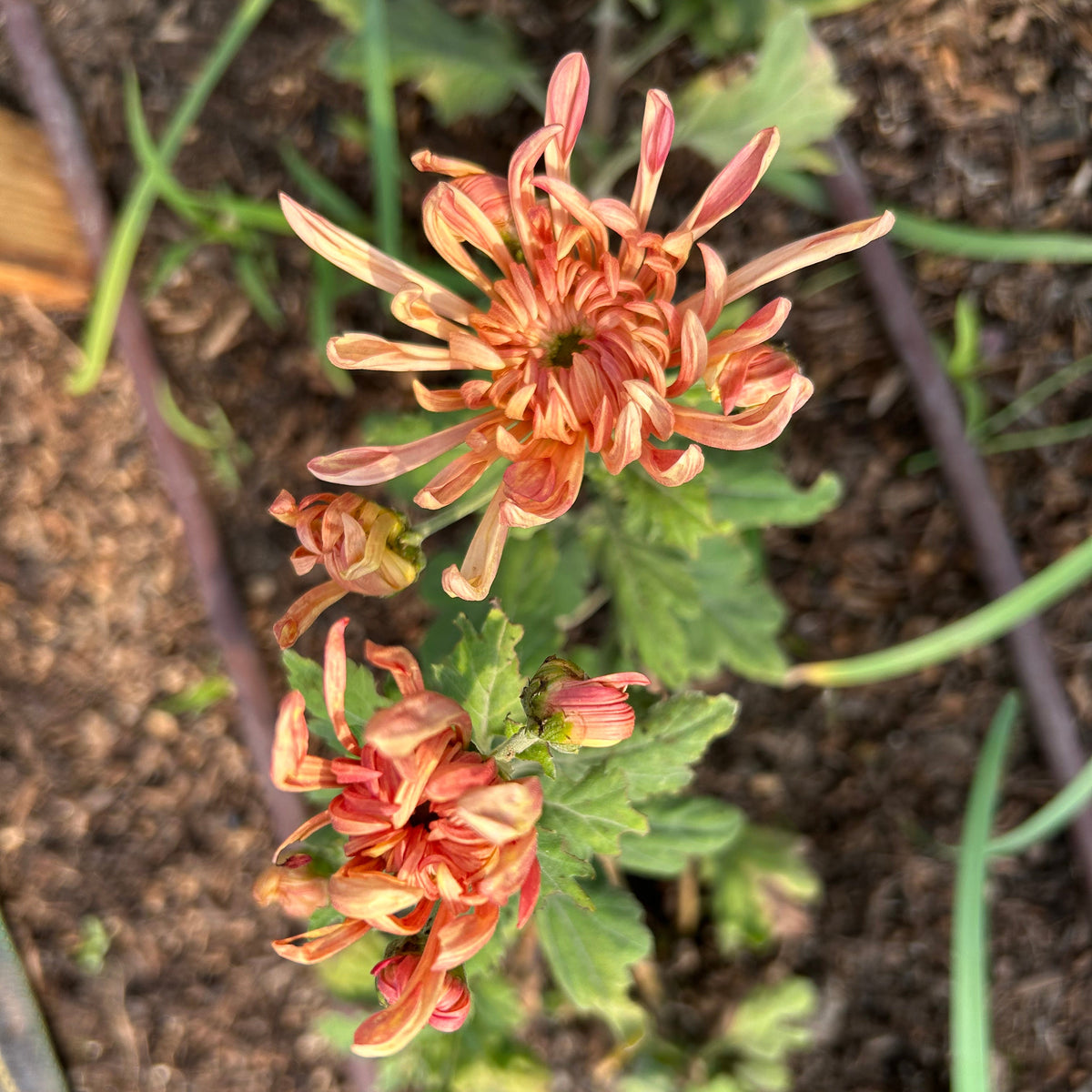 Chrysanthemum - Evening Glow