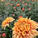 Chrysanthemum - Fall Affair