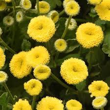 Feverfew - Sunny Ball
