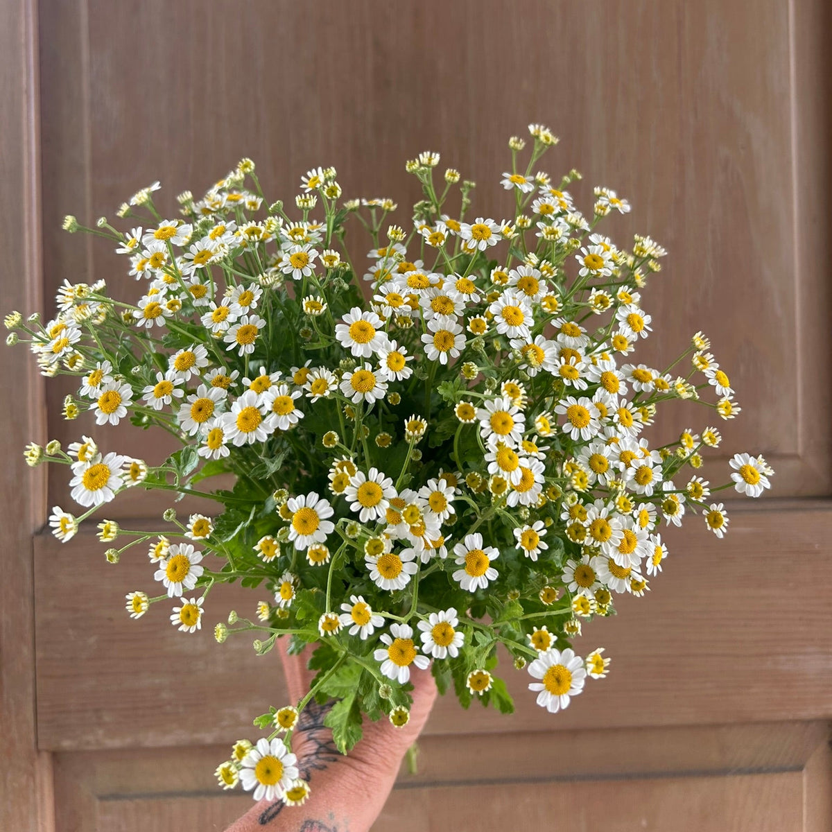 Matricaria - Feverfew