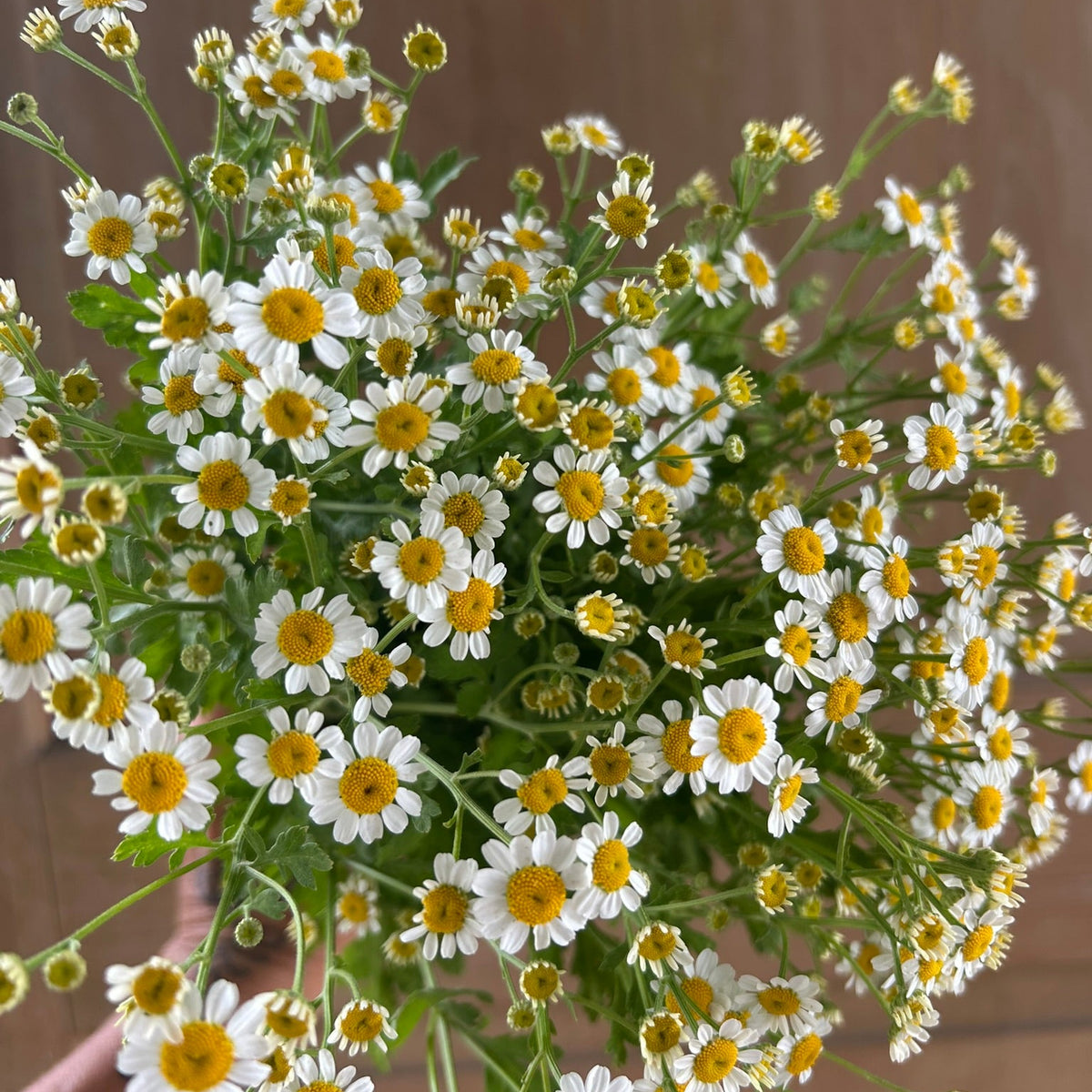Matricaria - Feverfew