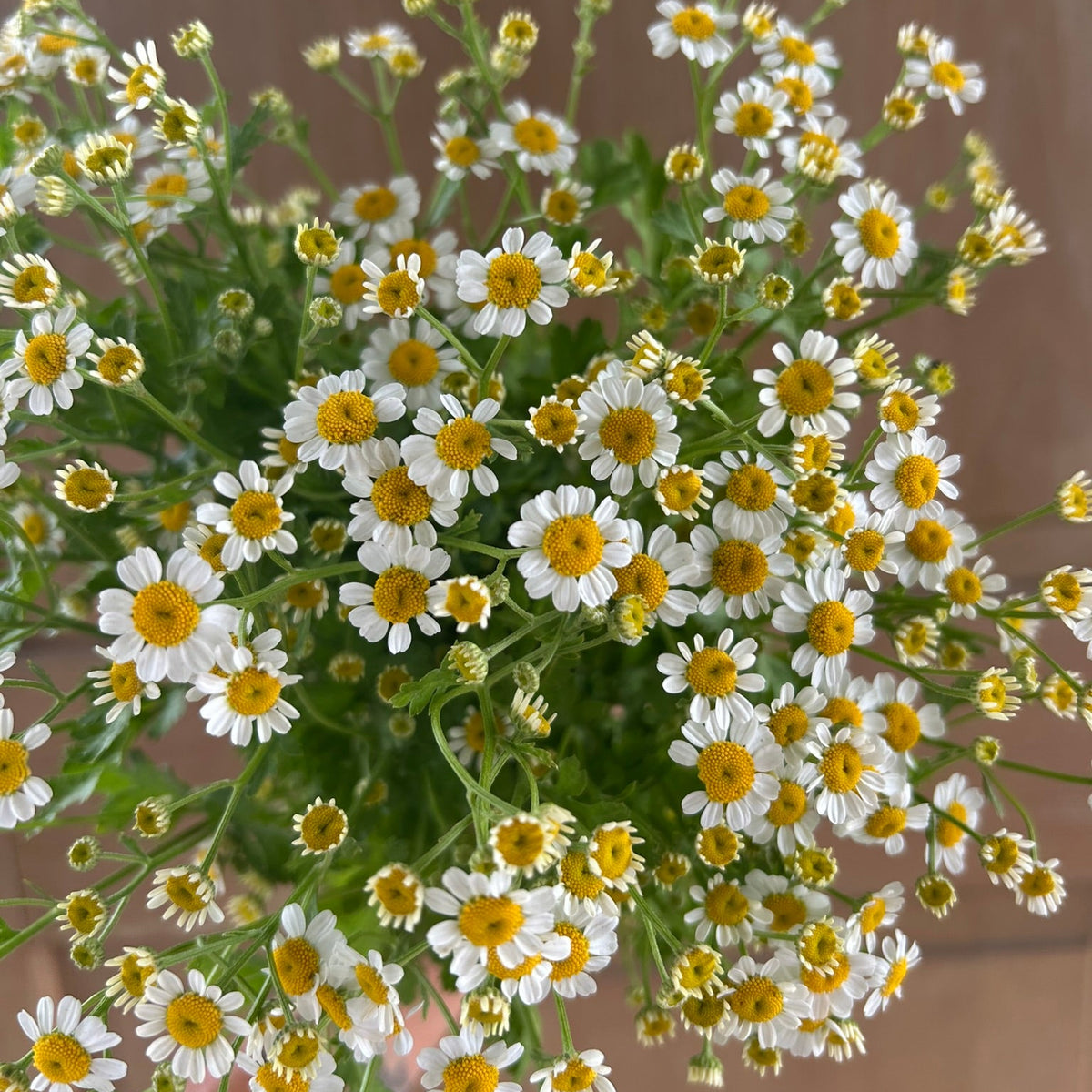 Matricaria - Feverfew
