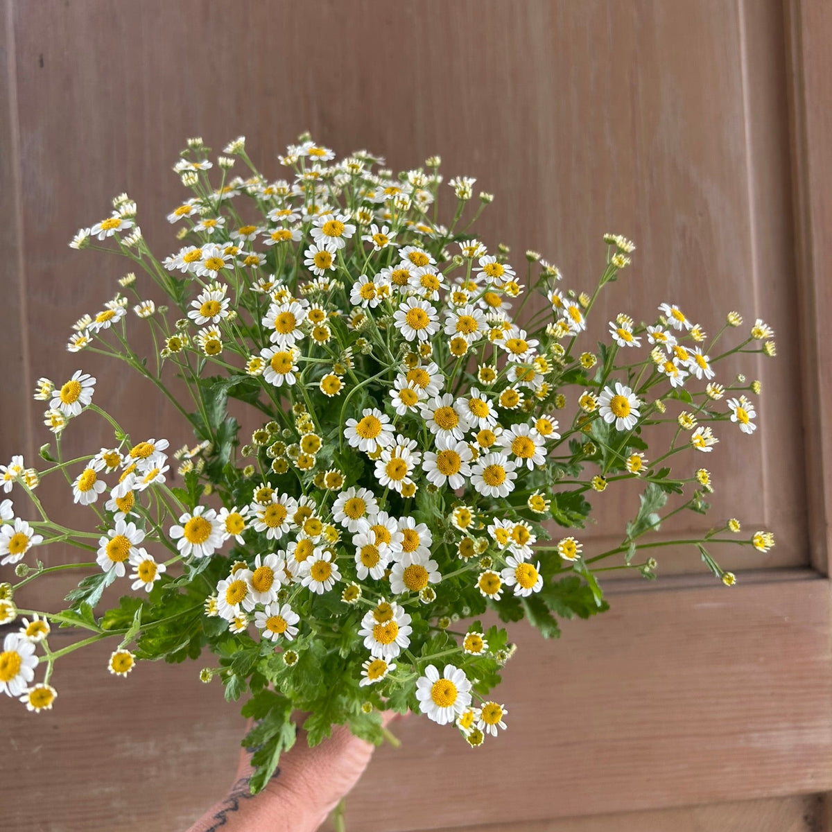 Matricaria - Feverfew