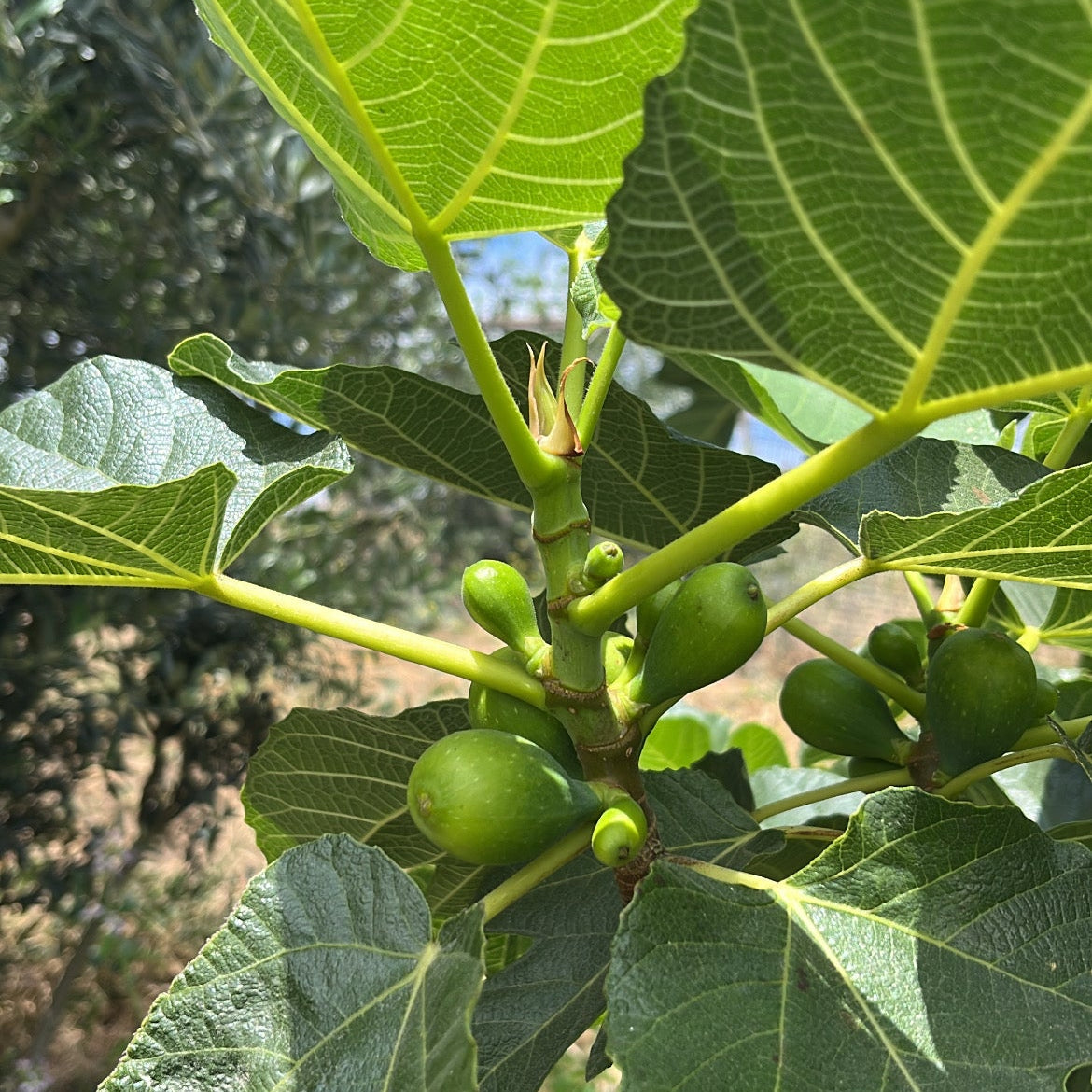 Fig - Fruting Branch