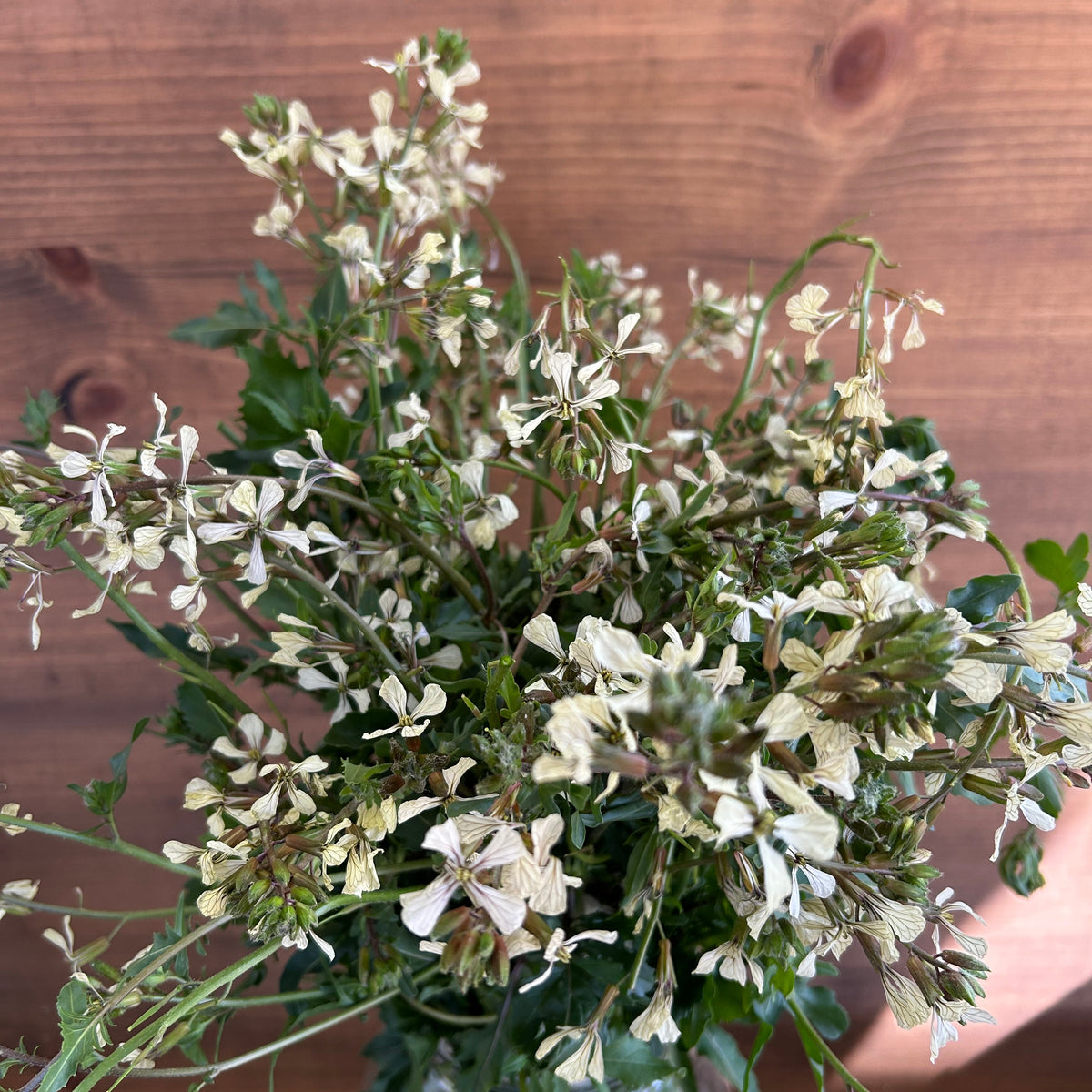 Arugula