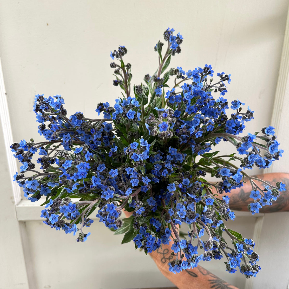 Forget-Me-Not- Blue