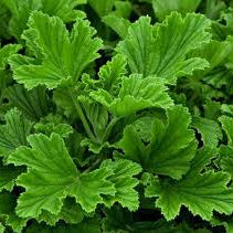 Geranium