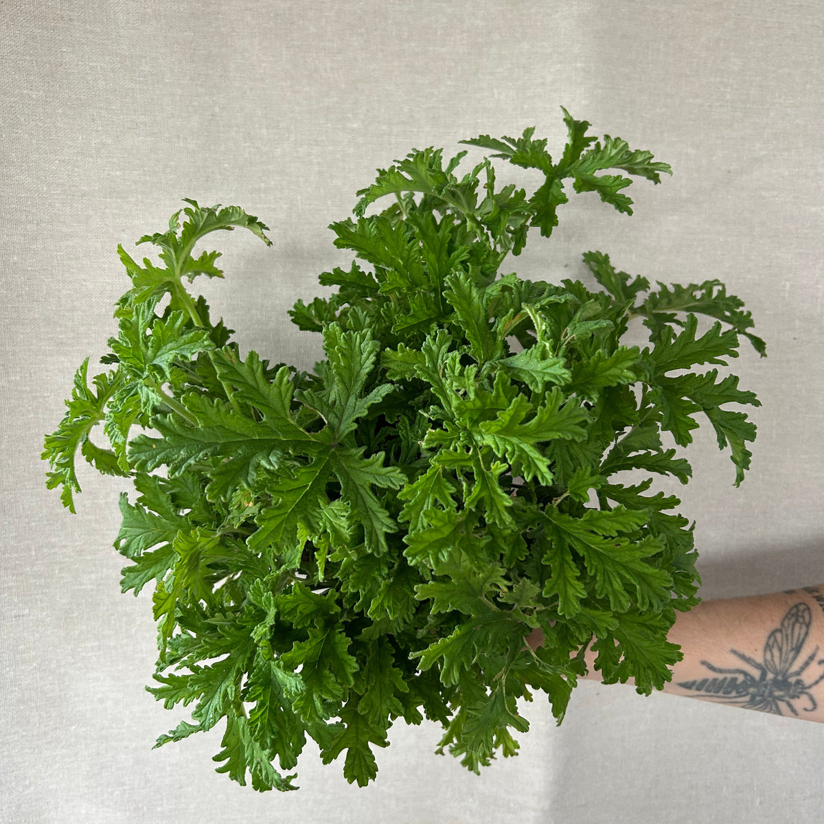 Geranium