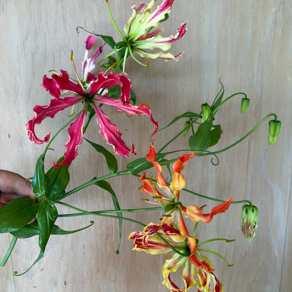 Gloriosa Lily