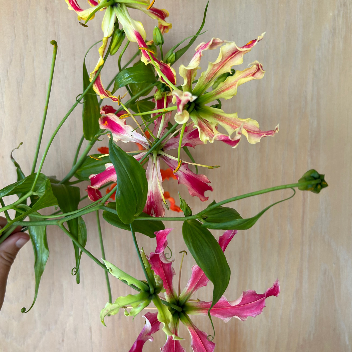 Gloriosa Lily