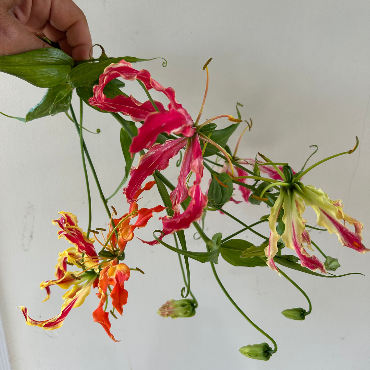 Gloriosa Lily
