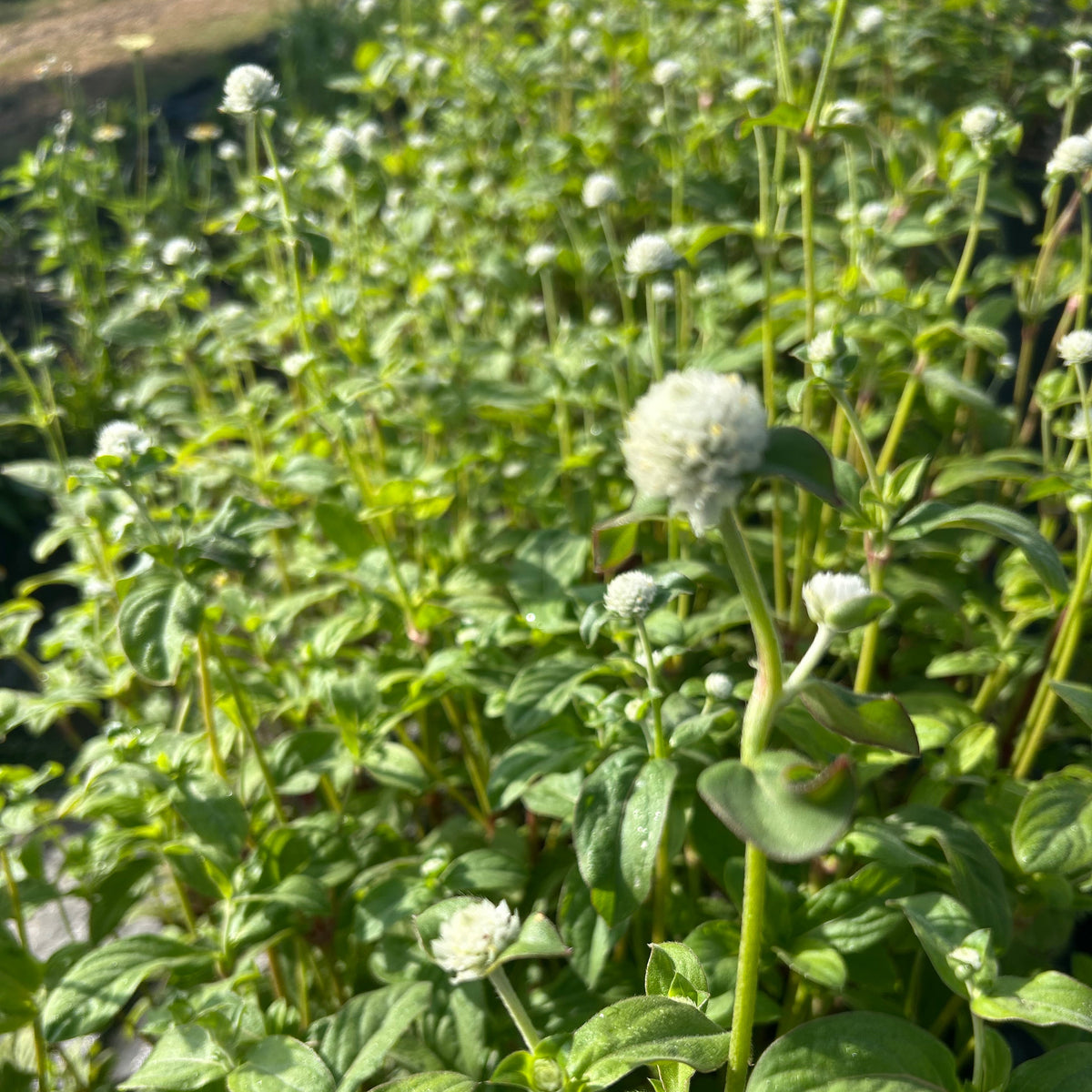 Gomphrena - Globosa Qis Series white