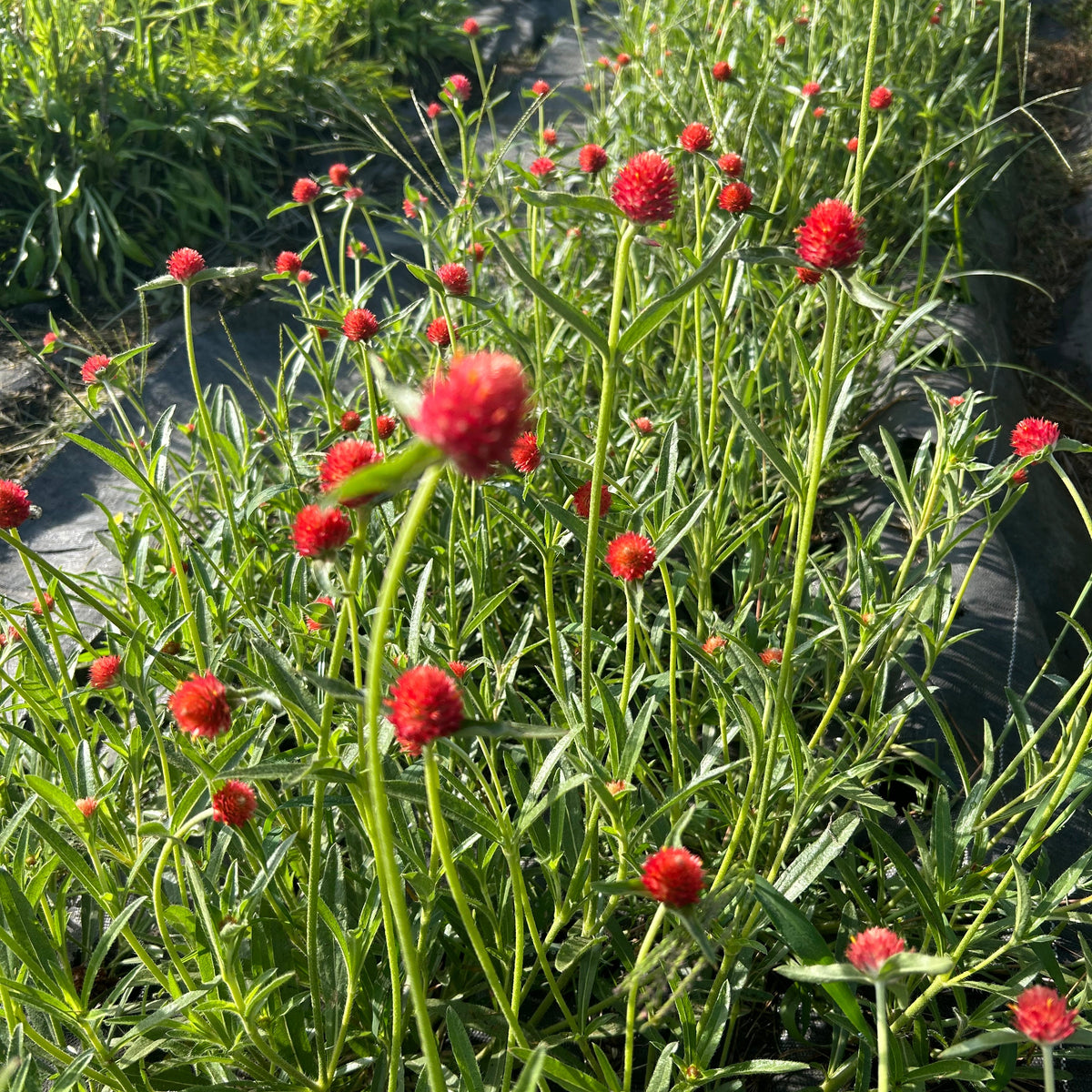 Gomphrena - Strawberry Fields Red