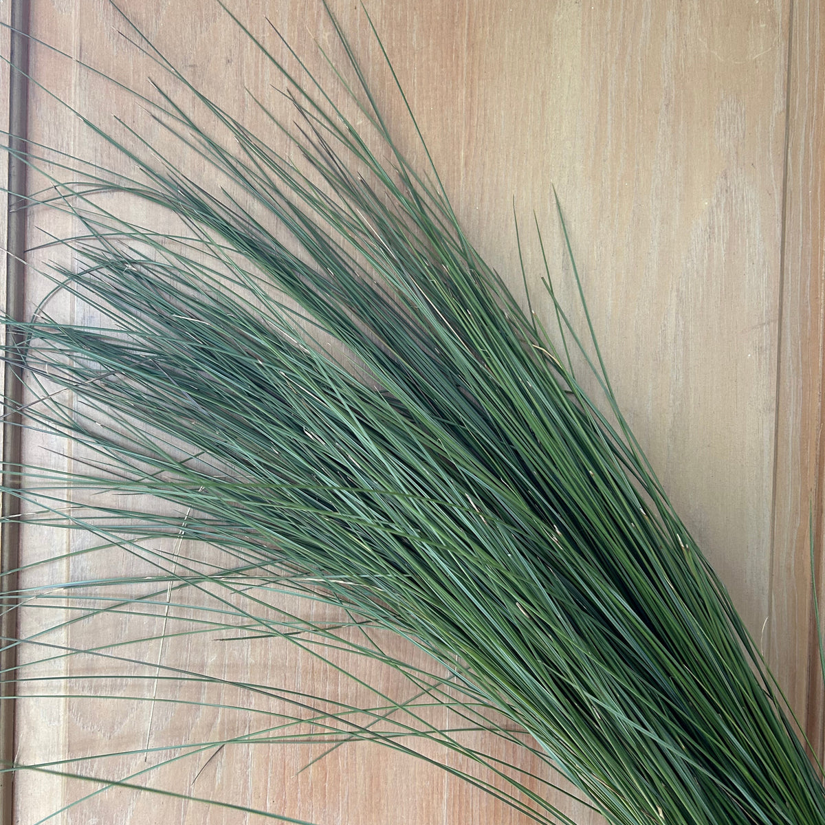 Explosion Grass - Greens Only