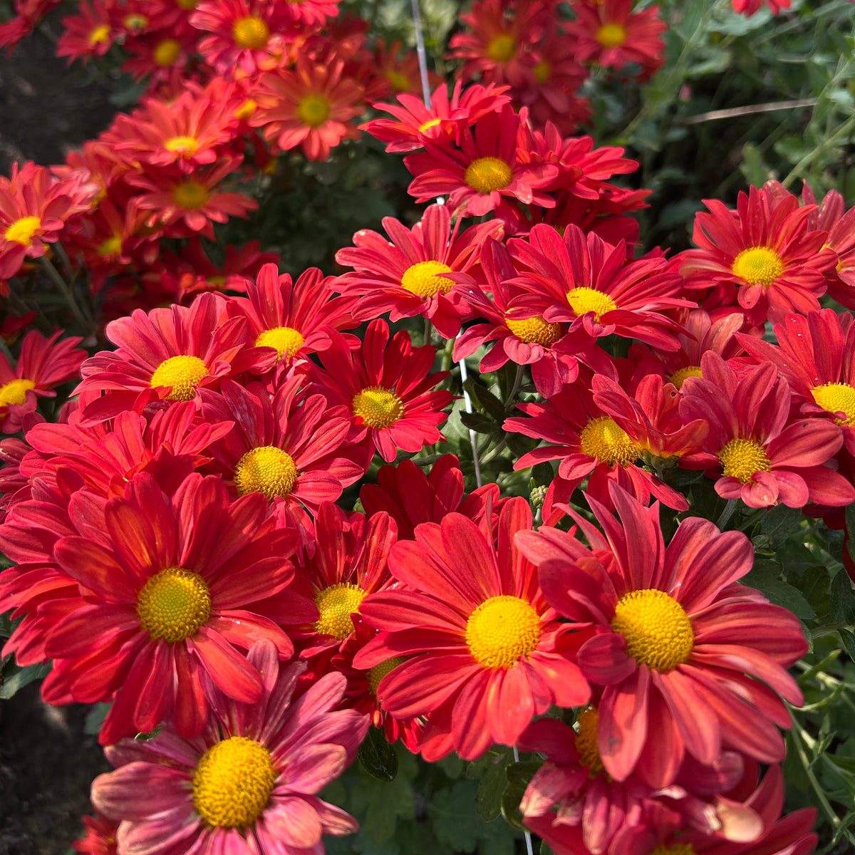 Chrysanthemum - Hilo Mango