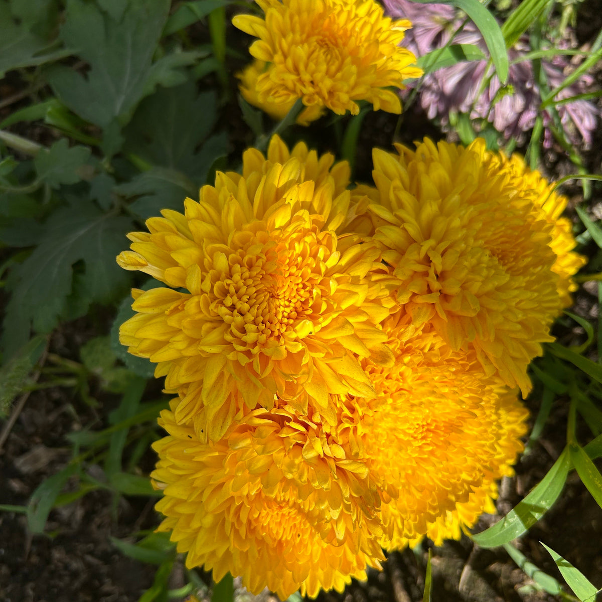 Chrysanthemum - Honey Glow