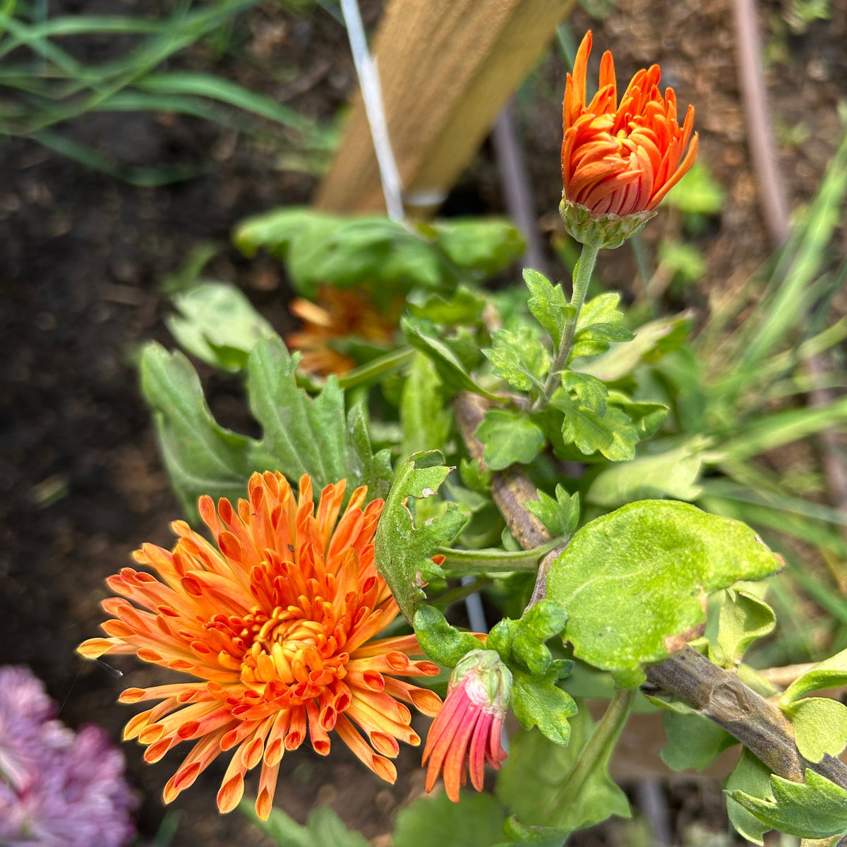Chrysanthemum - Honey
