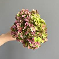 Hydrangea - Antique