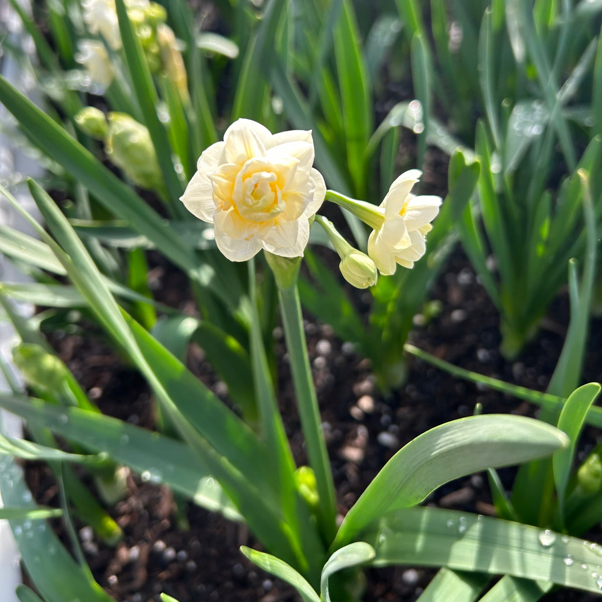 Daffodil - Erlicheer