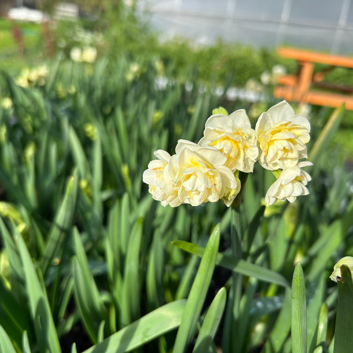 Daffodil - Erlicheer