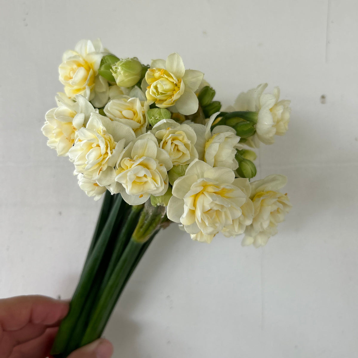 Daffodil - Erlicheer