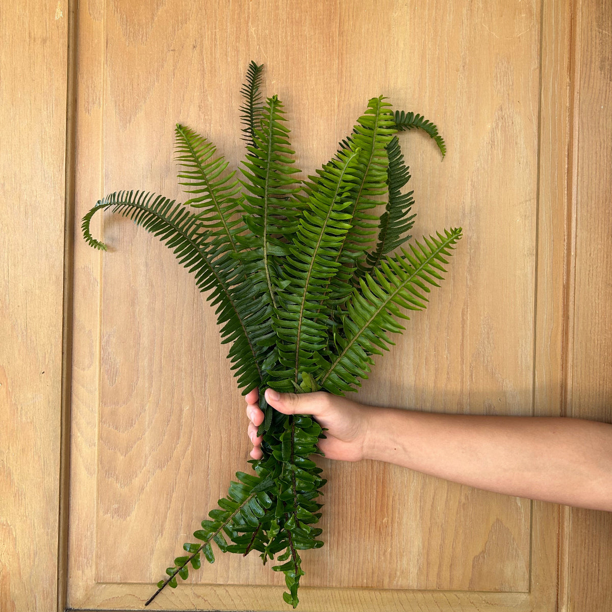 Boston Fern