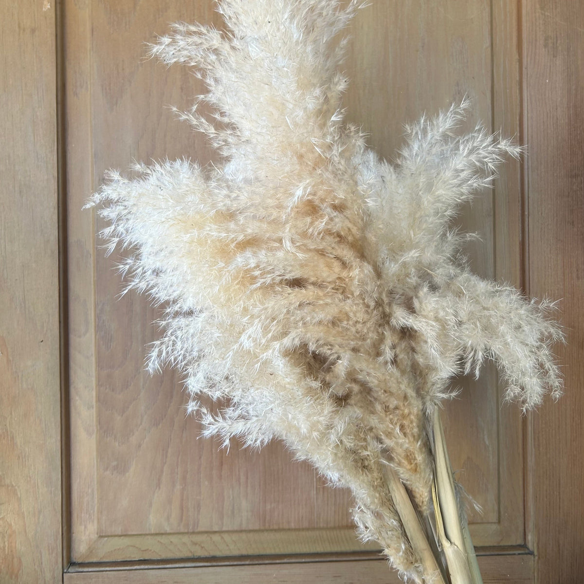 Grass - Pampas Plume