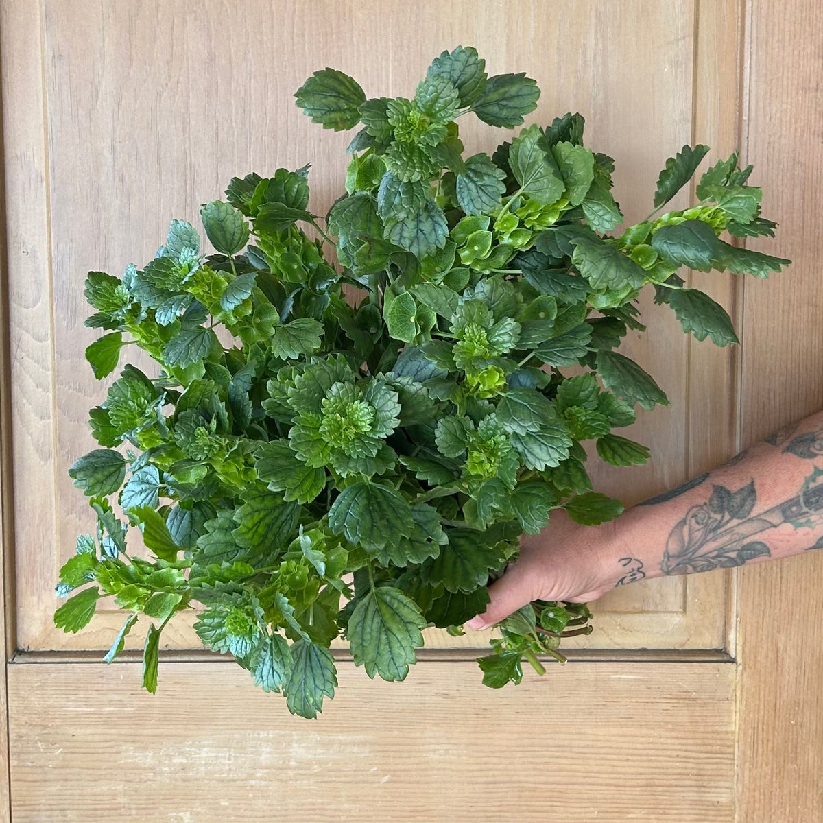 DIY Bucket Greenery