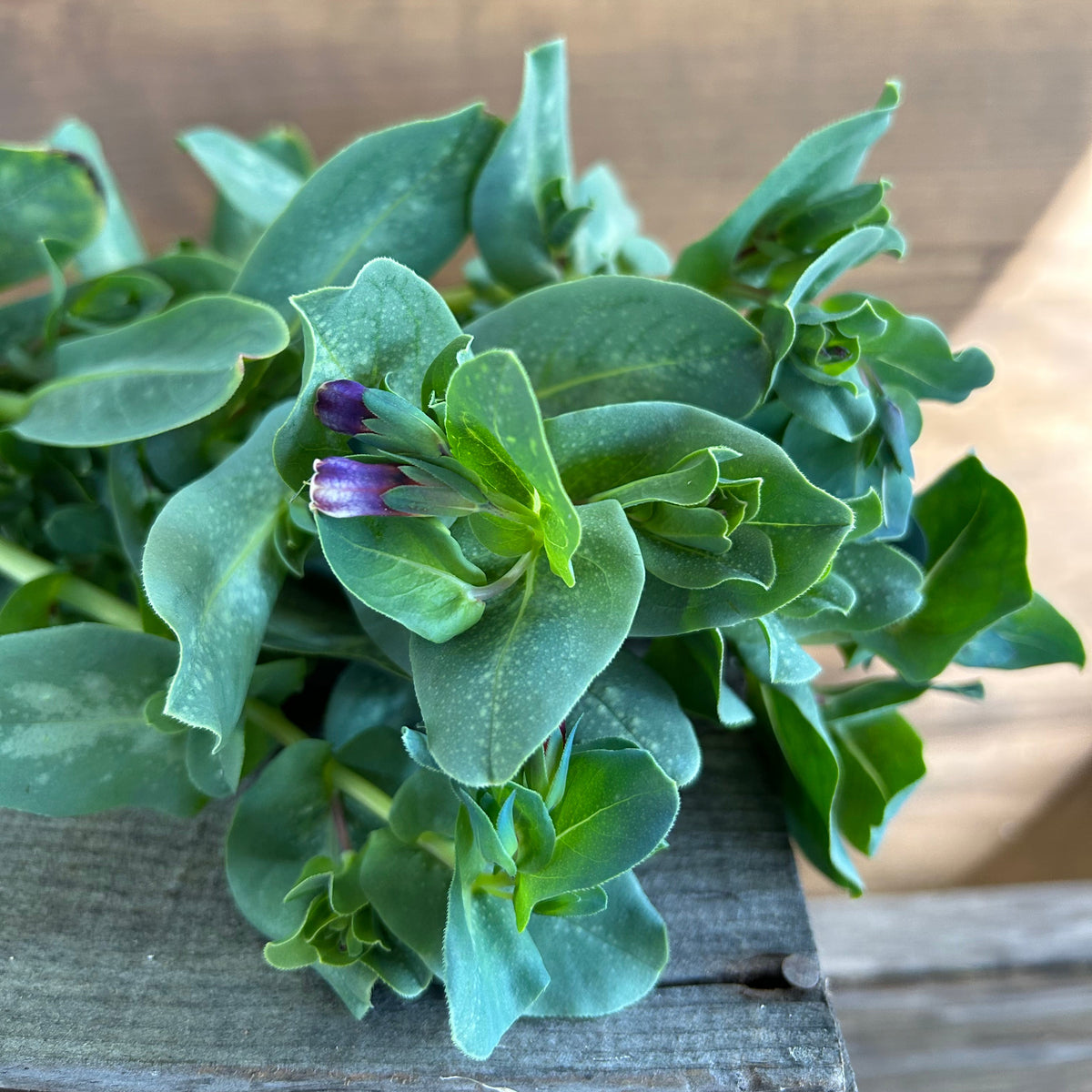 DIY Bucket Greenery