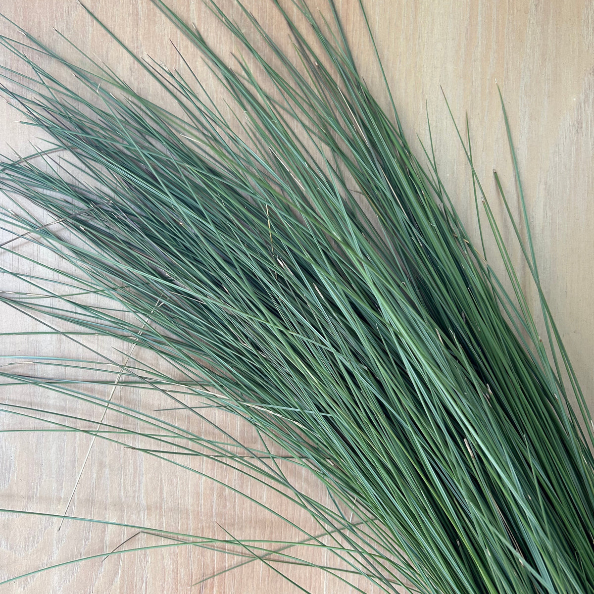 Explosion Grass - Greens Only