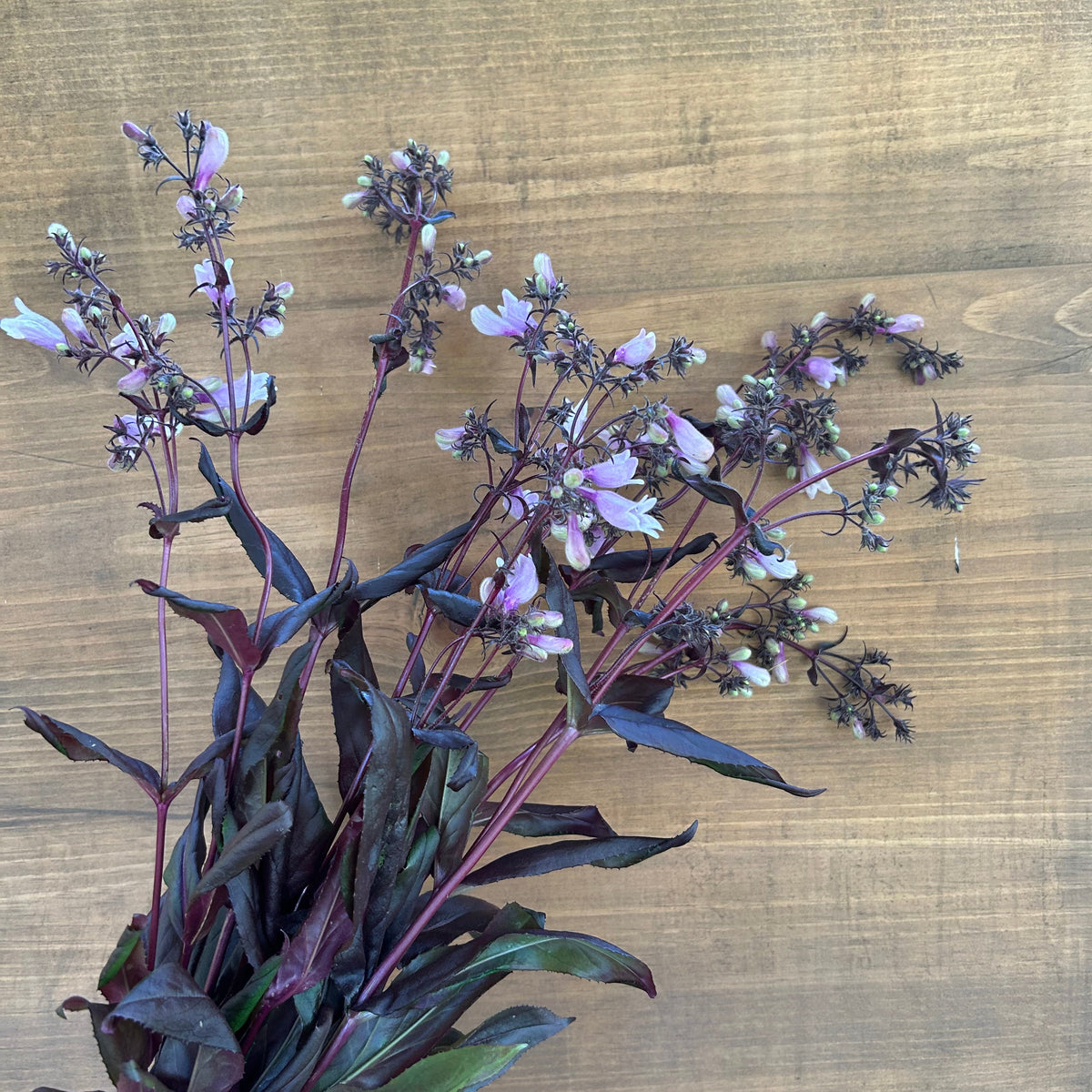 Penstemon - Dark Towers
