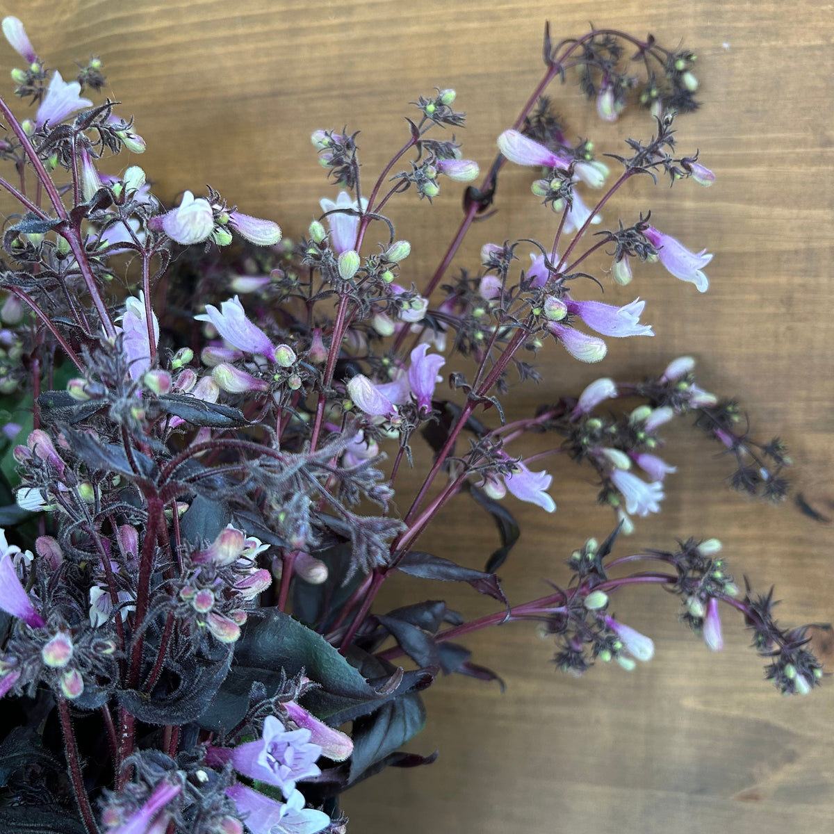 Penstemon - Dark Towers
