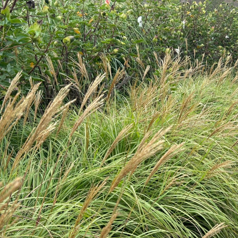Sorghastrum 'Indian Steel'