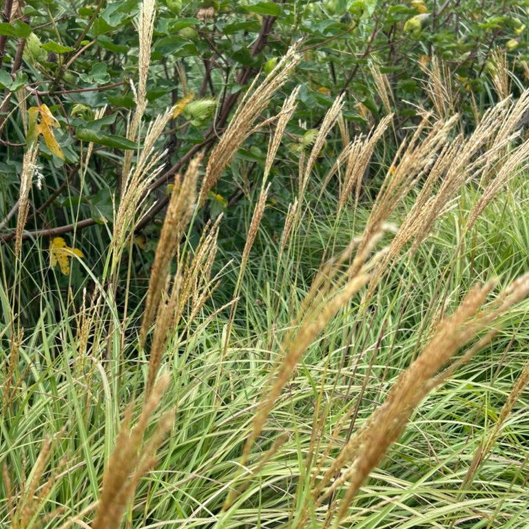 Sorghastrum 'Indian Steel'