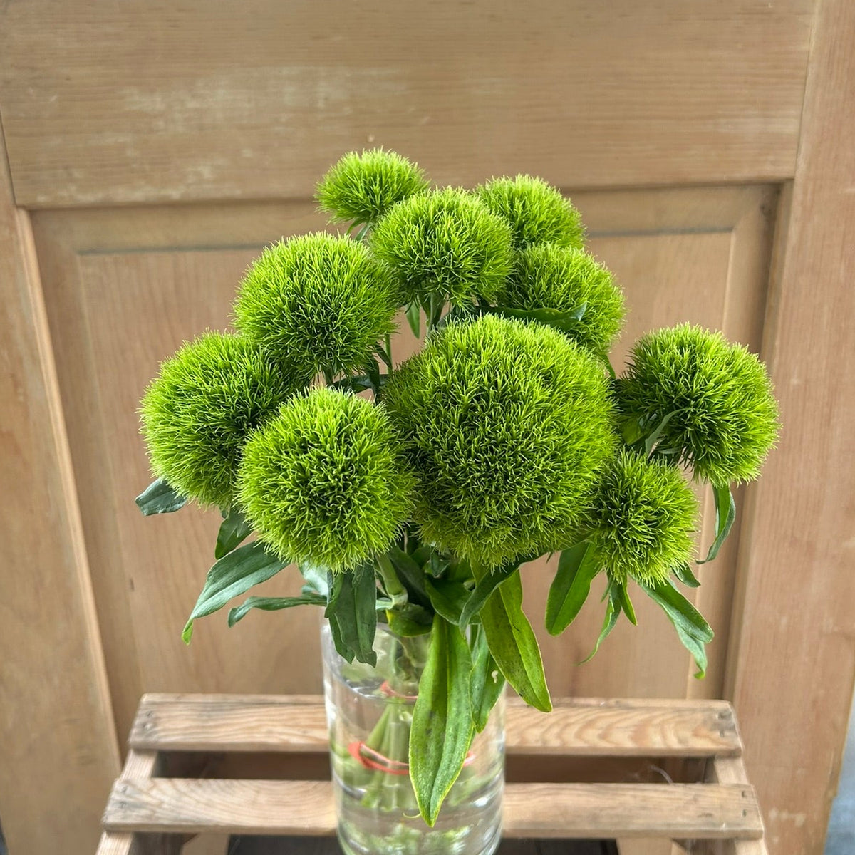 Dianthus - Kiwi Mellow Cool
