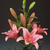 LA Hybrid Lilly - Brindisi