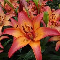 LA Hybrid Lilly - Coral Sunset
