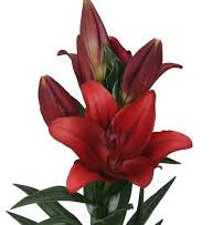 LA Hybrid Lilly - Dyna