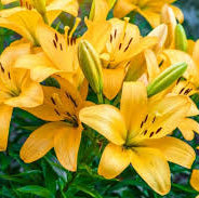 LA Hybrid Lilly - Beau Soleil